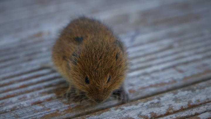 Maus sitzt auf Holzboden