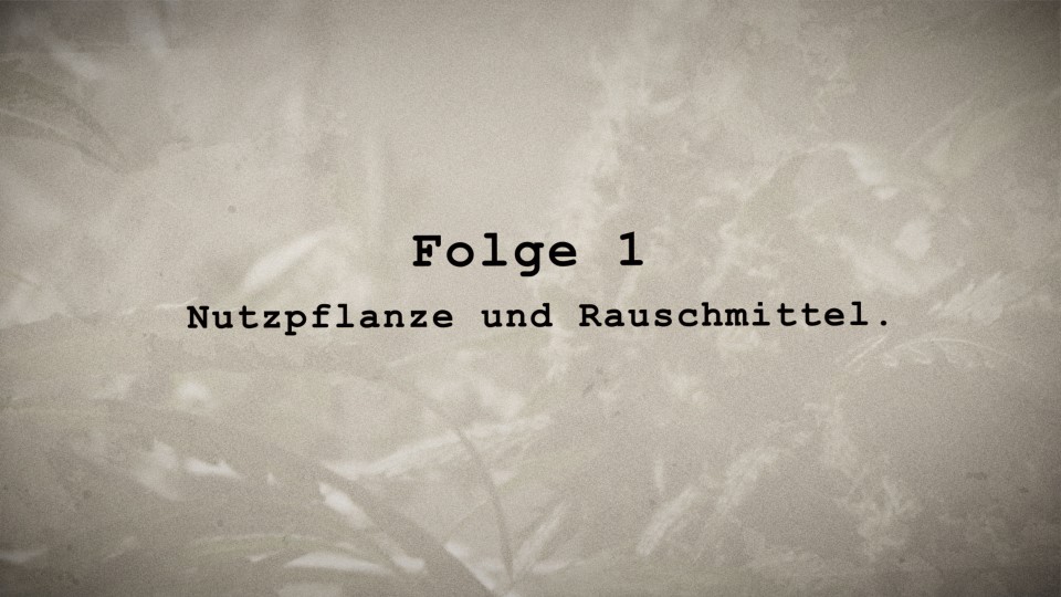 Teaserbild zum Eintrag 'Der Cannabis Case 1 – Nutzpflanze und Rauschmittel'