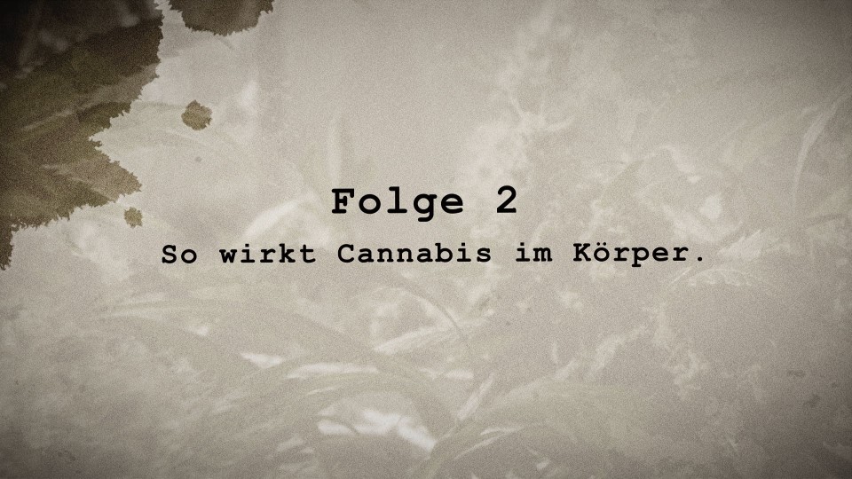 Teaserbild zum Eintrag 'Der Cannabis Case 2 – So wirkt Cannabis im Körper'